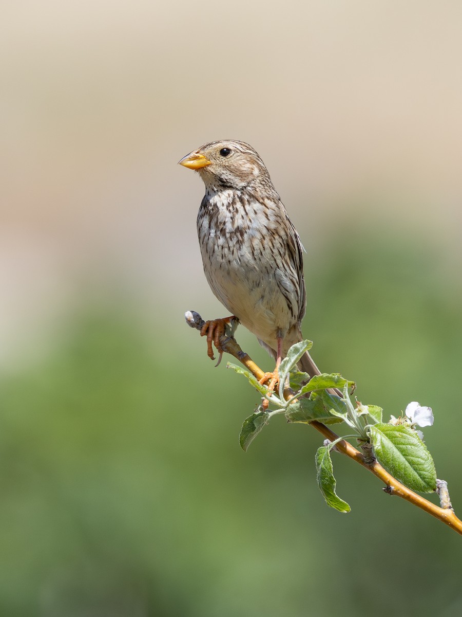 Corn Bunting - ML657899648