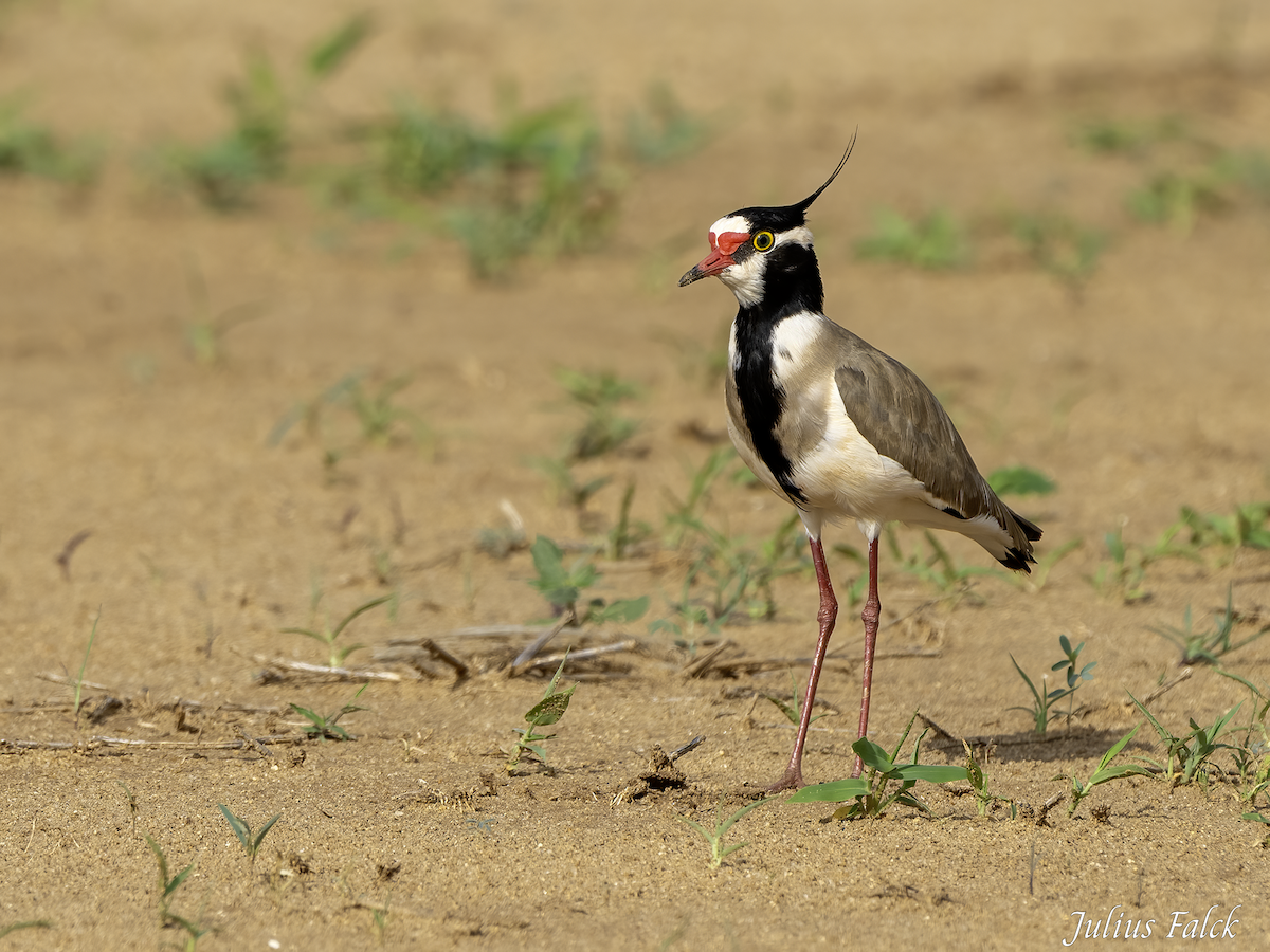 Black-headed Lapwing - ML657899649