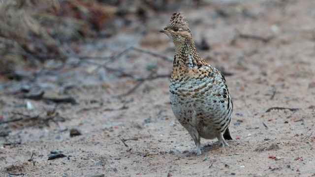 Ruffed Grouse - ML657900097