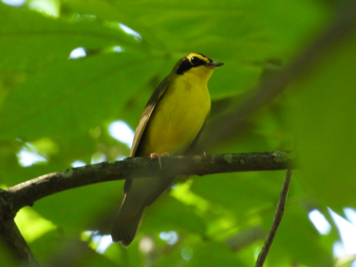 Kentucky Warbler - ML657900103