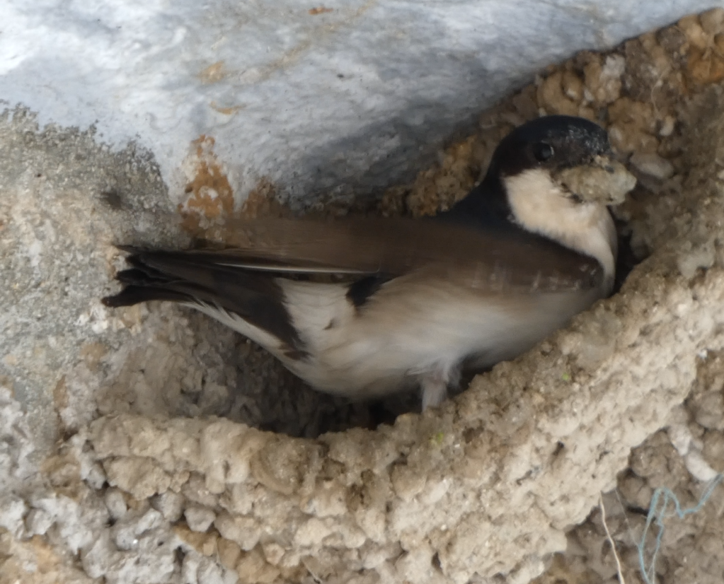Western House-Martin - ML657900104