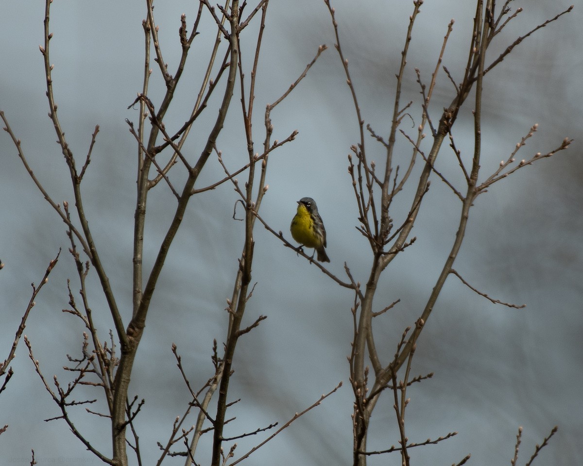 Kirtland's Warbler - ML657900105