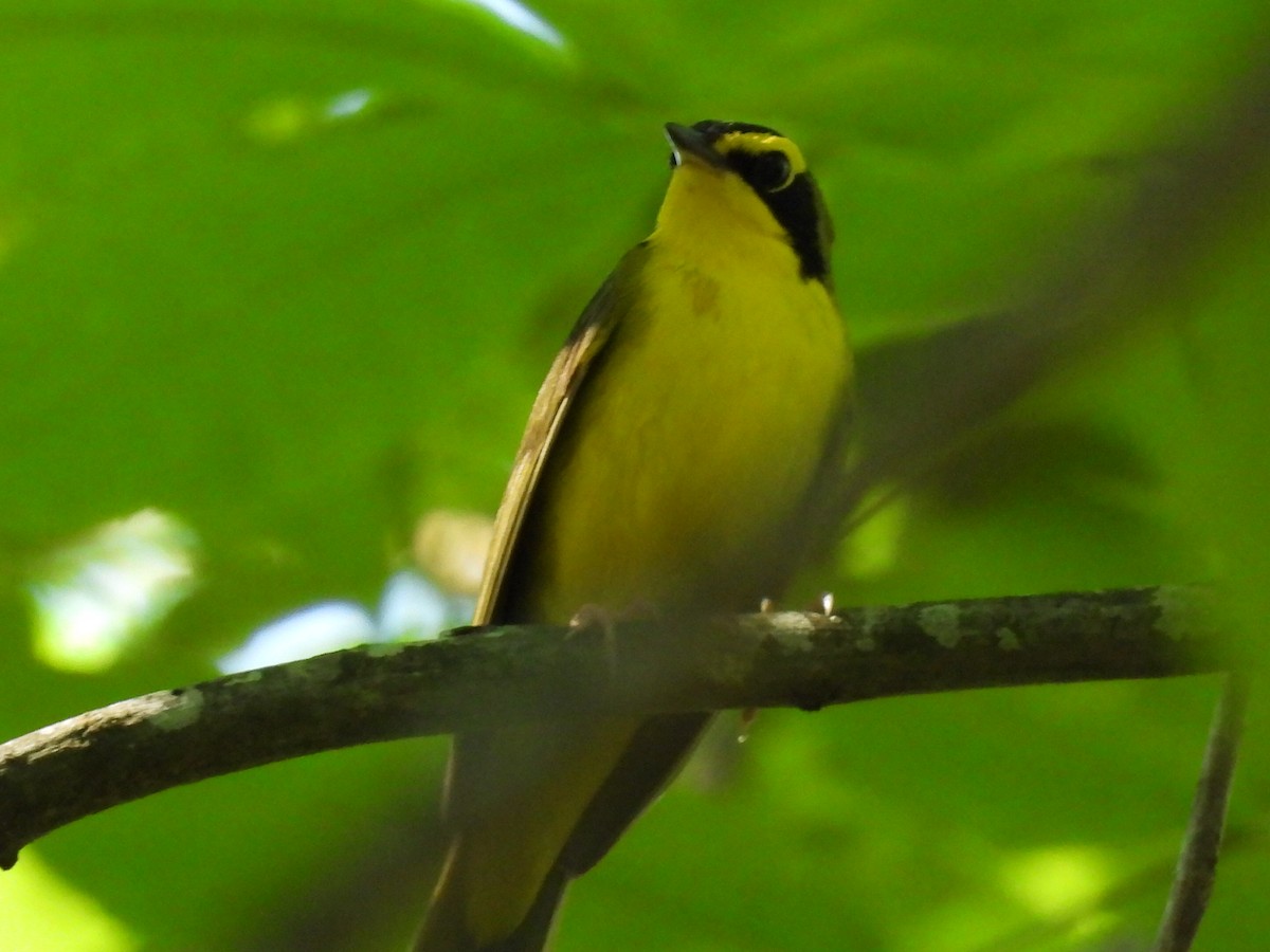 Kentucky Warbler - ML657900108