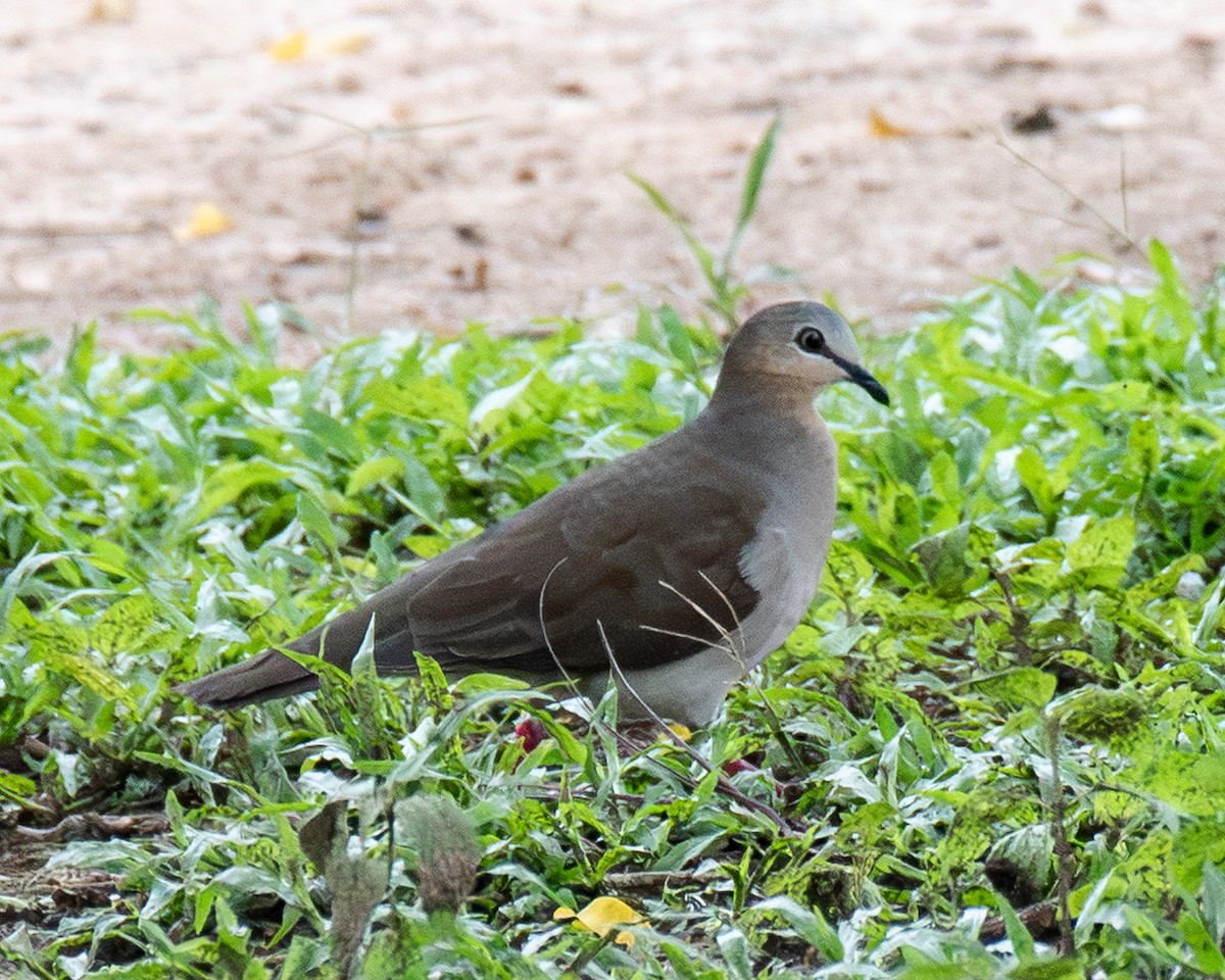 Gray-fronted Dove - ML657900110