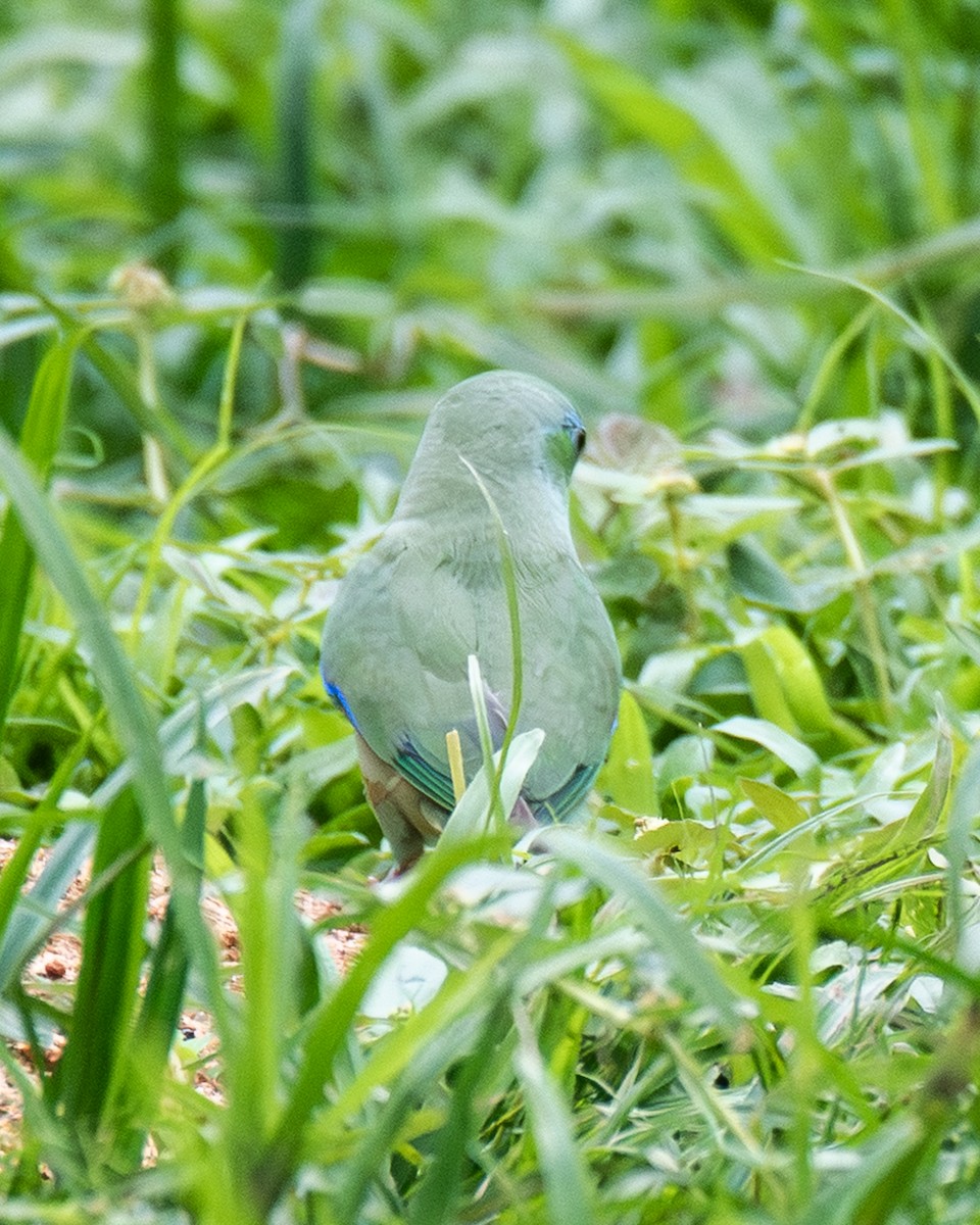 Spectacled Parrotlet - ML657900111