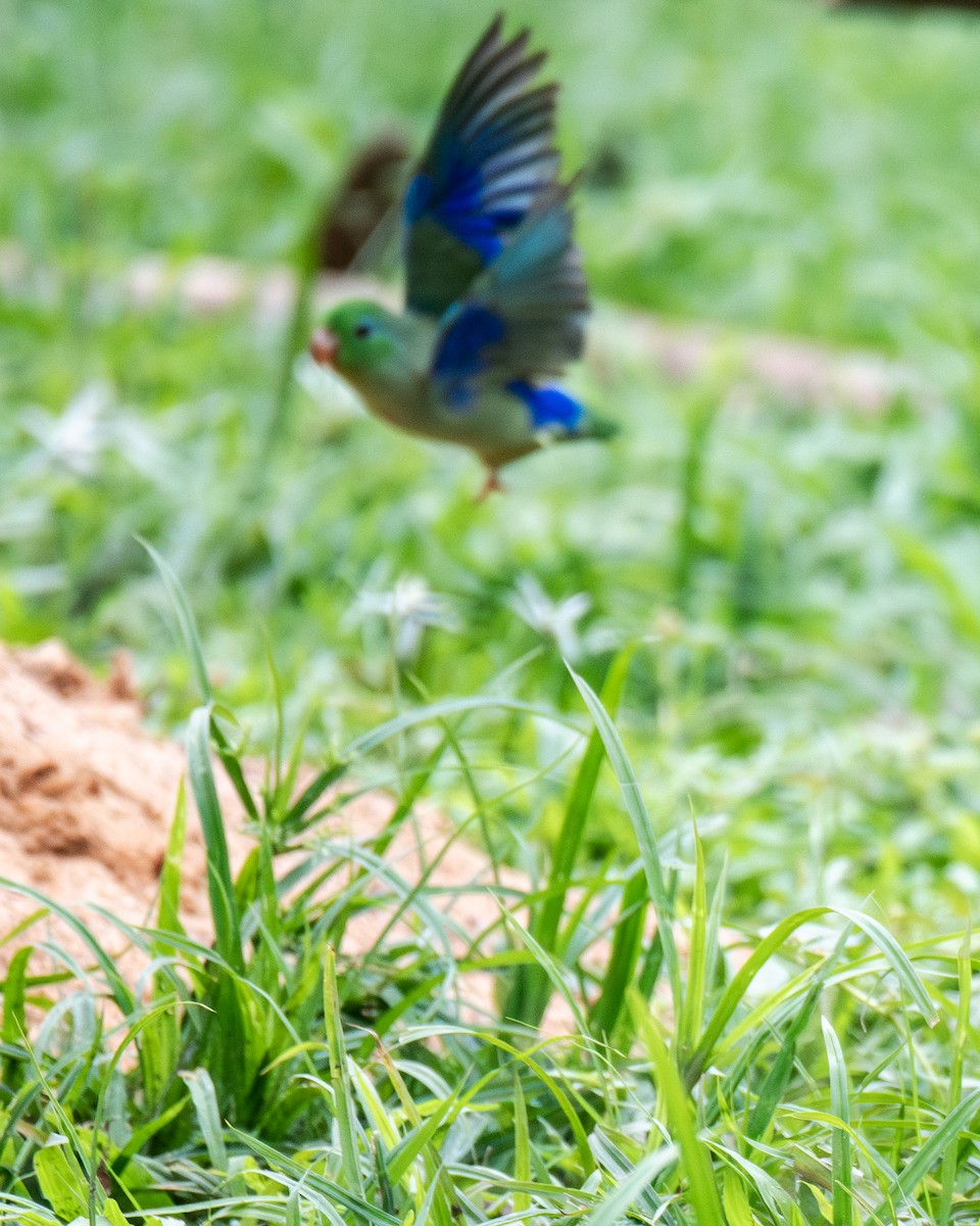 Spectacled Parrotlet - ML657900112