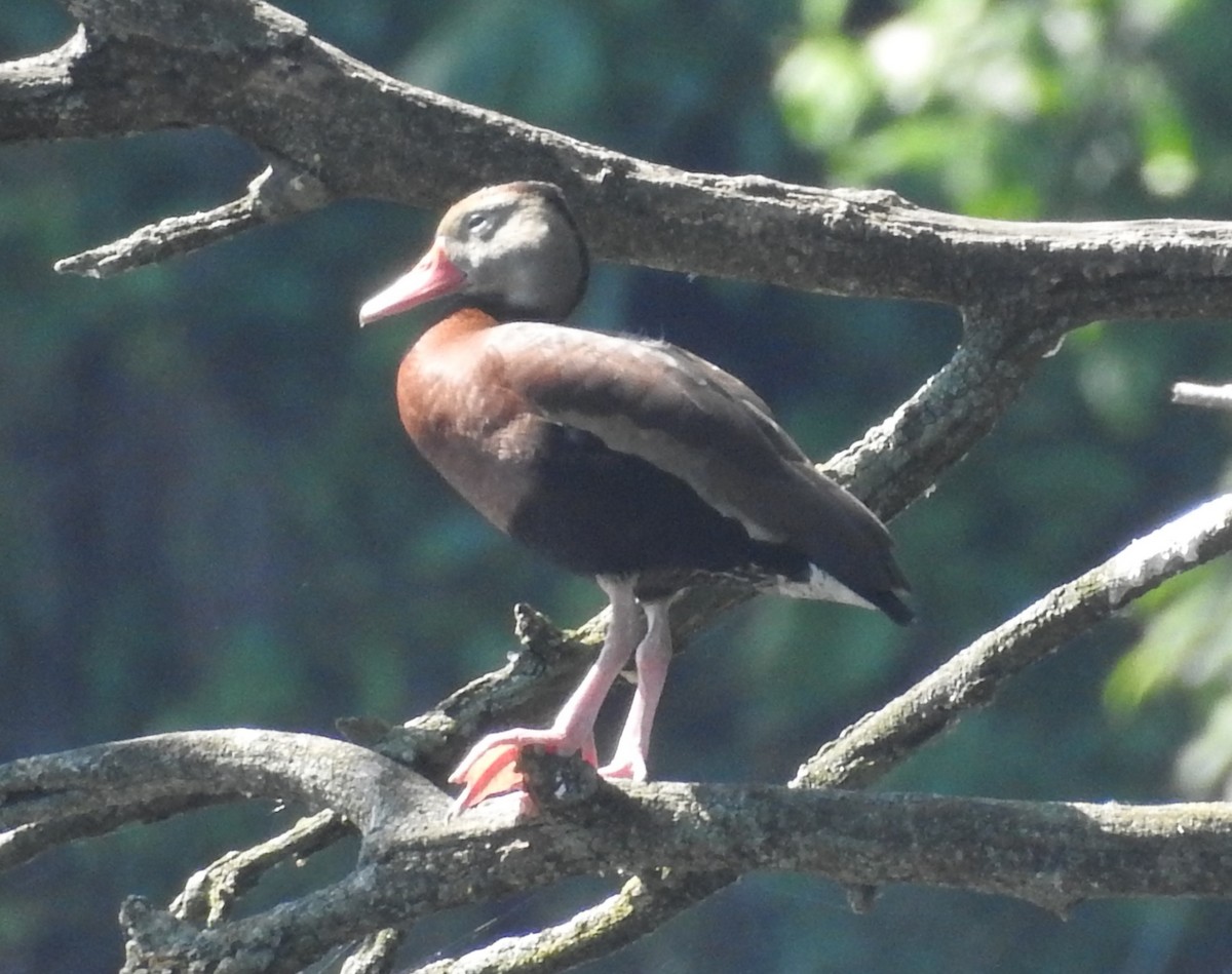 Black-bellied Whistling-Duck - ML657900113