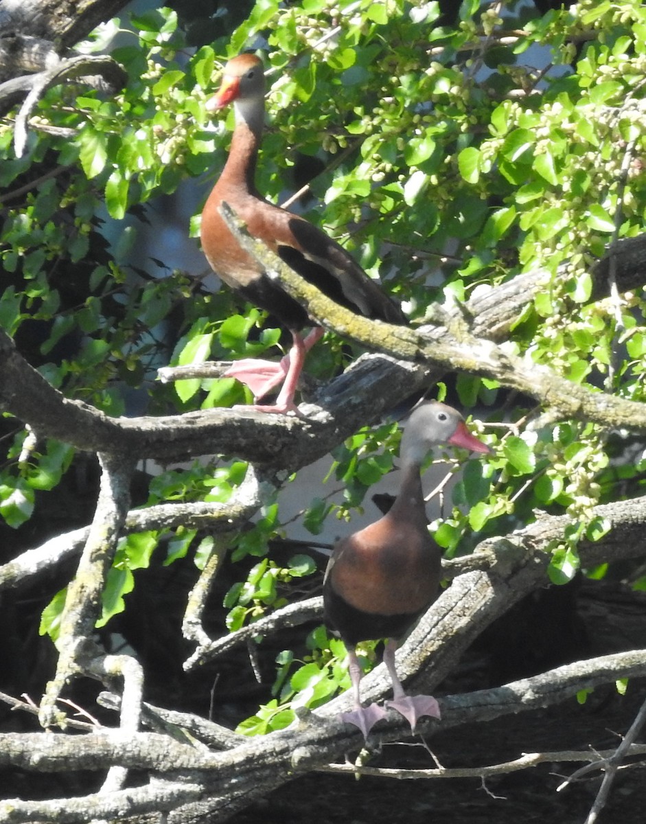 Black-bellied Whistling-Duck - ML657900114