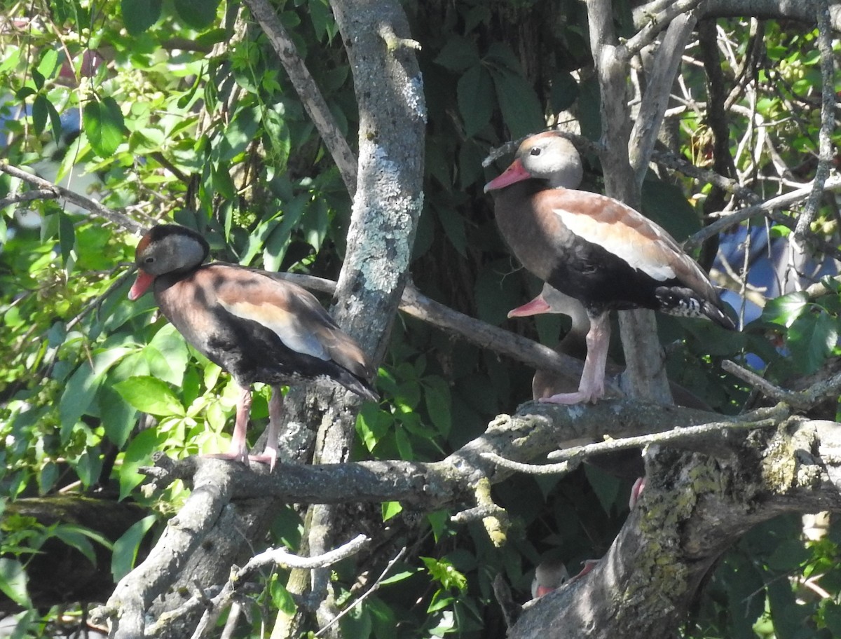 Black-bellied Whistling-Duck - ML657900115