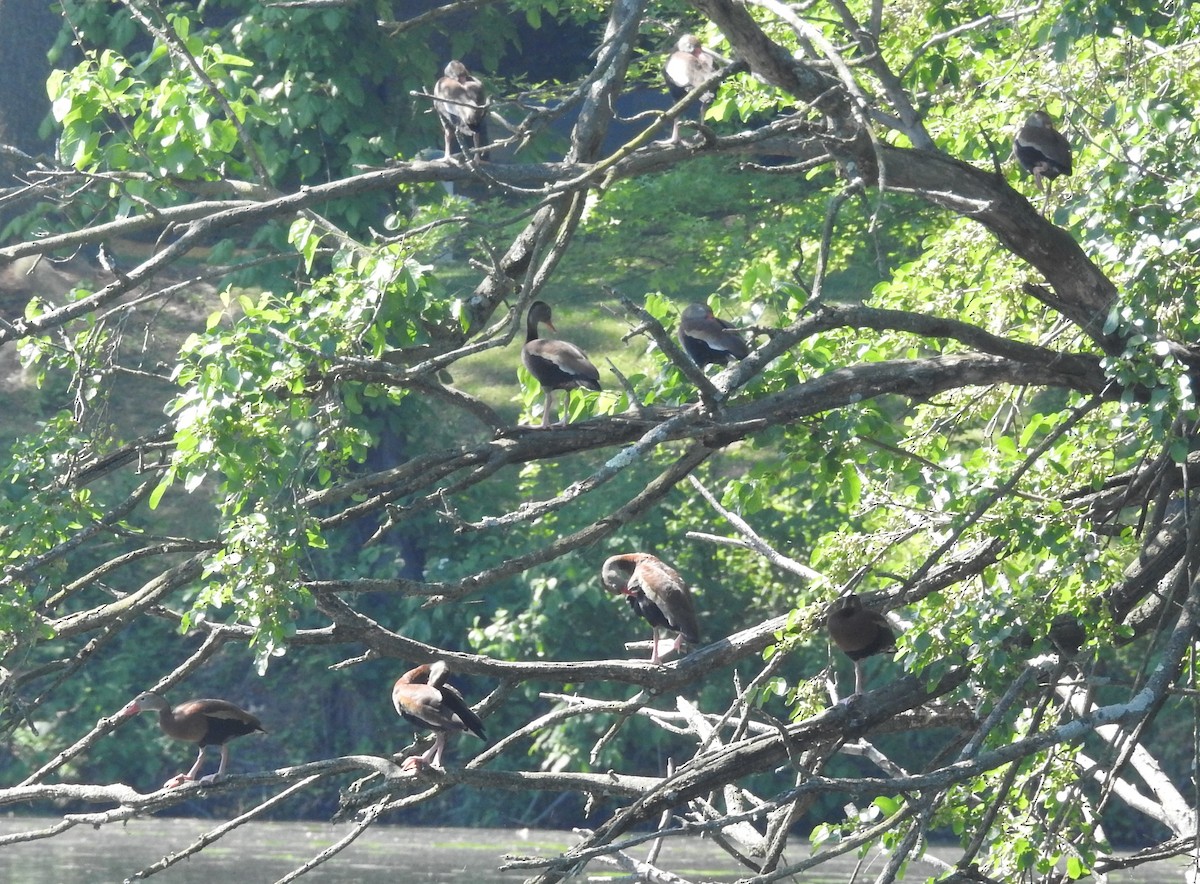 Black-bellied Whistling-Duck - ML657900116