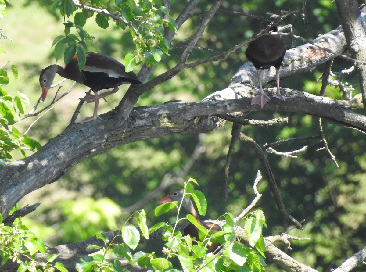 Black-bellied Whistling-Duck - ML657900117