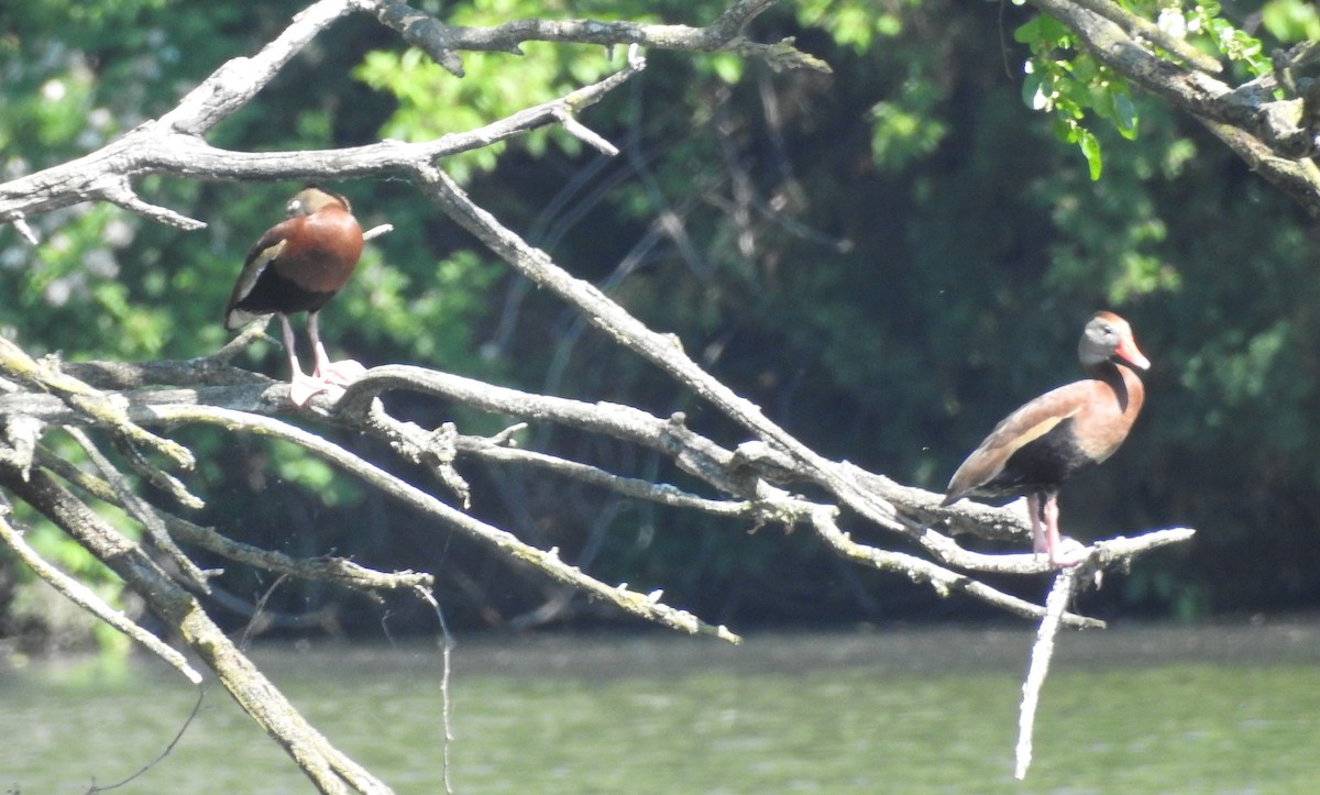 Black-bellied Whistling-Duck - ML657900118