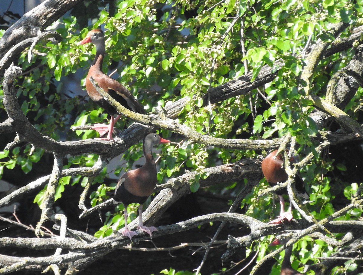 Black-bellied Whistling-Duck - ML657900119