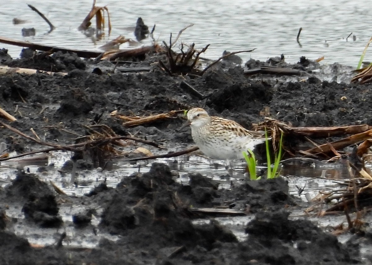 White-rumped Sandpiper - ML657900120