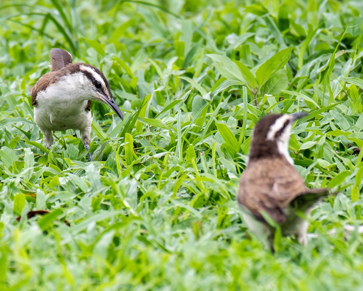 Bicolored Wren - ML657900121