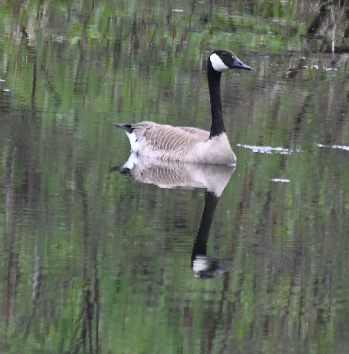Canada Goose - ML657900123