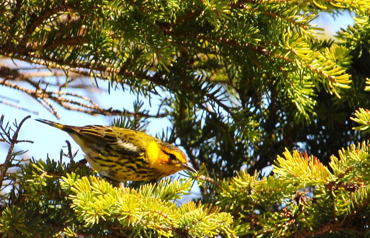 Cape May Warbler - ML657900124