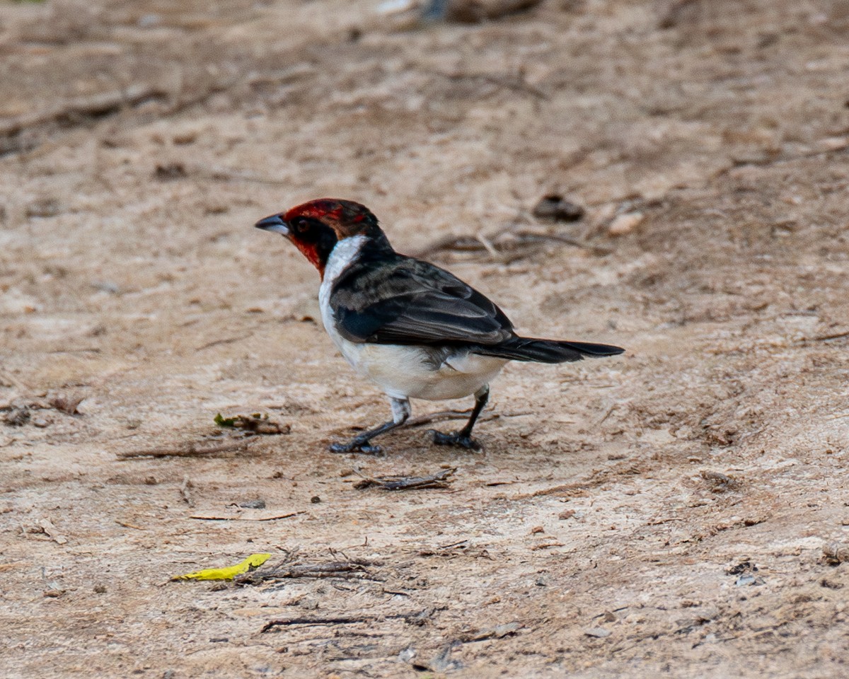Masked Cardinal - ML657900125