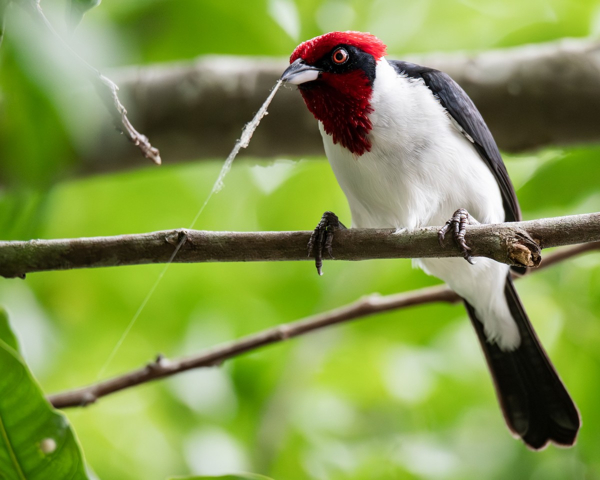 Masked Cardinal - ML657900126