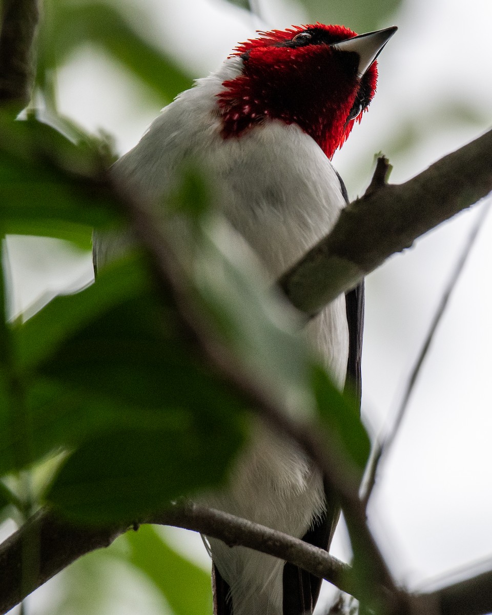 Masked Cardinal - ML657900127