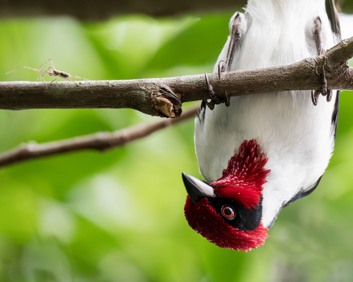 Masked Cardinal - ML657900128