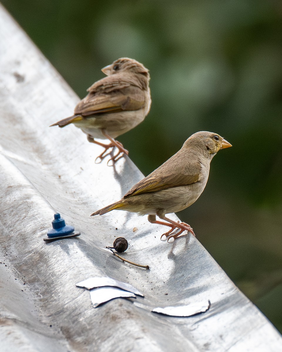 Orange-fronted Yellow-Finch - ML657900130