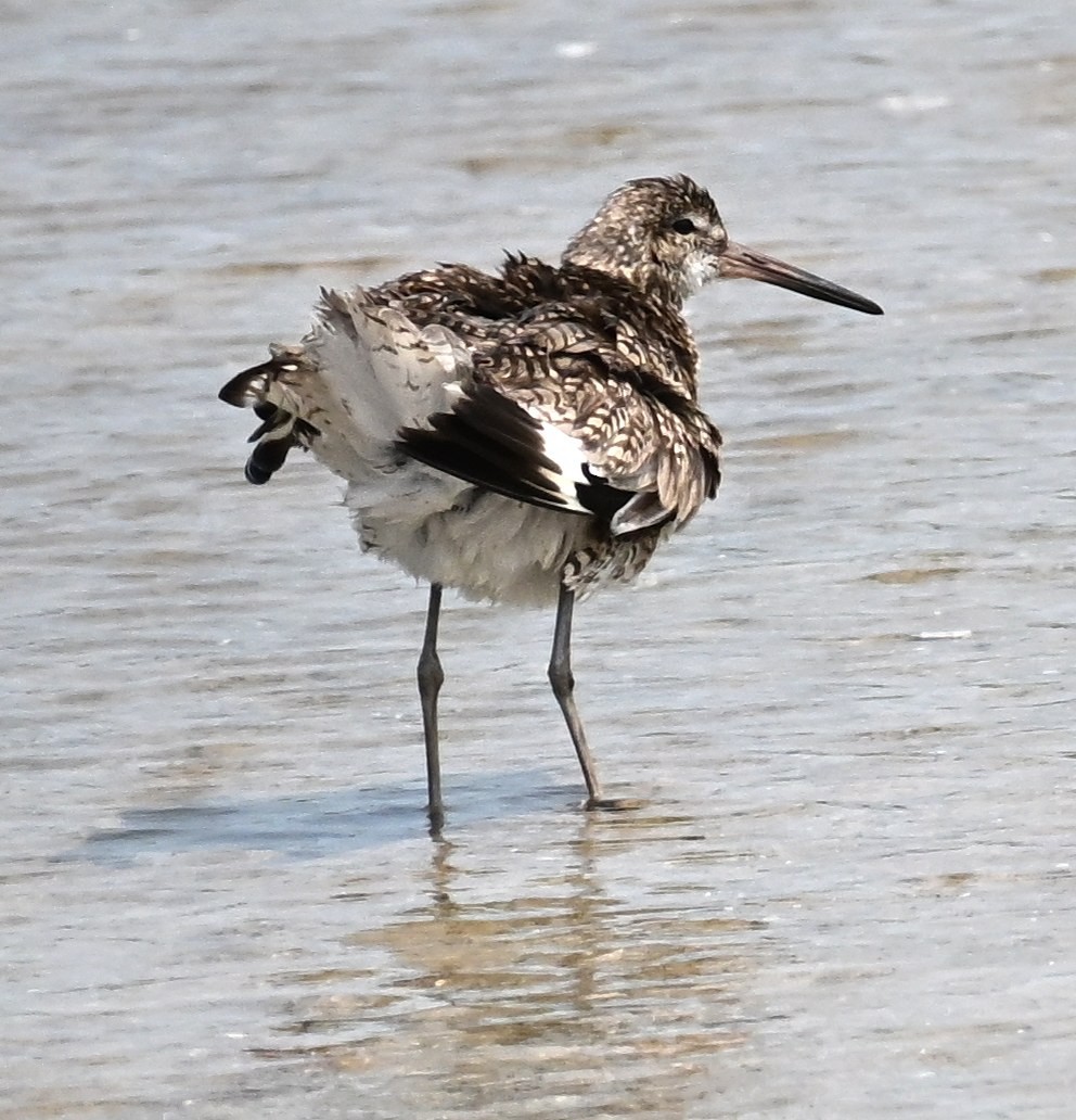 Willet - ML657900131