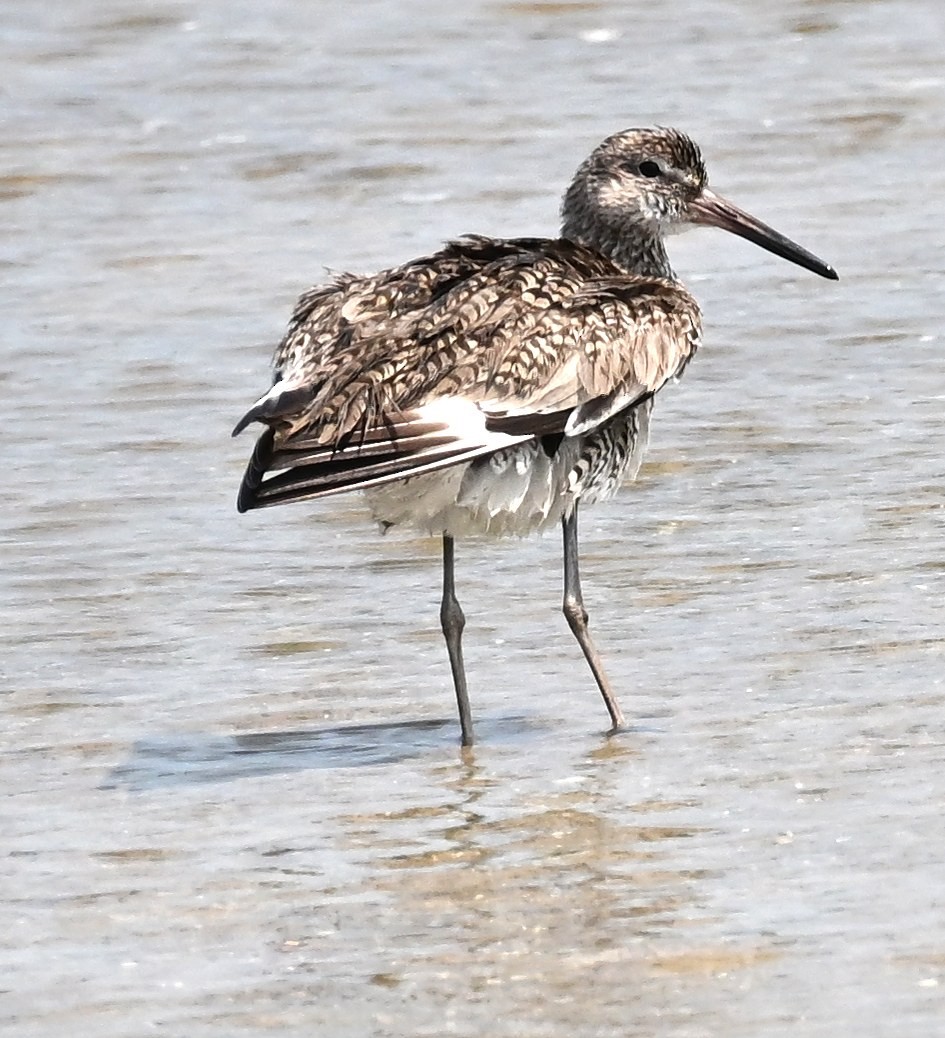 Willet - ML657900132