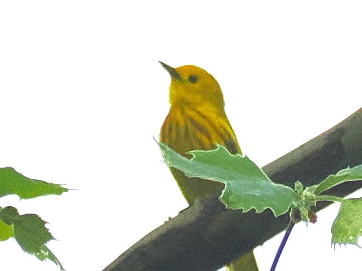 Northern Yellow Warbler - ML657900136