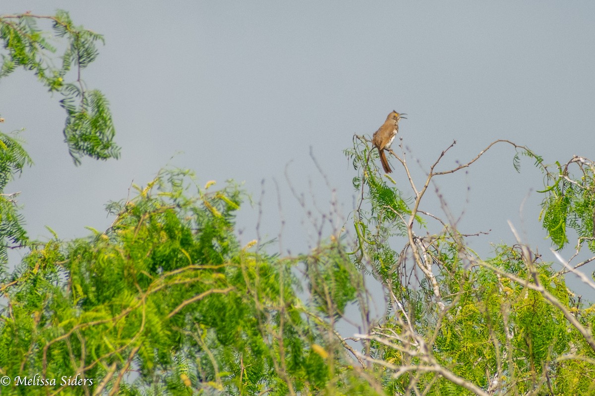 Long-billed Thrasher - ML657900189