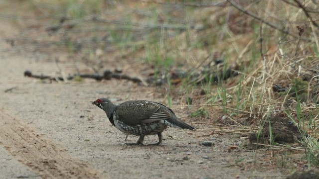Spruce Grouse - ML657900204