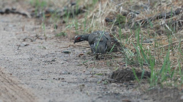 Spruce Grouse - ML657900205