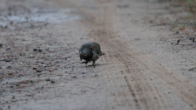 Spruce Grouse - ML657900206