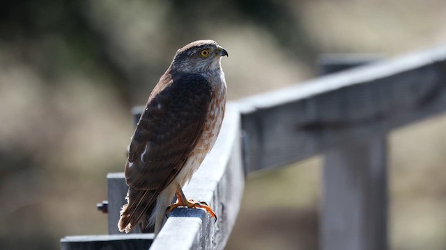 Sharp-shinned Hawk - ML657900501