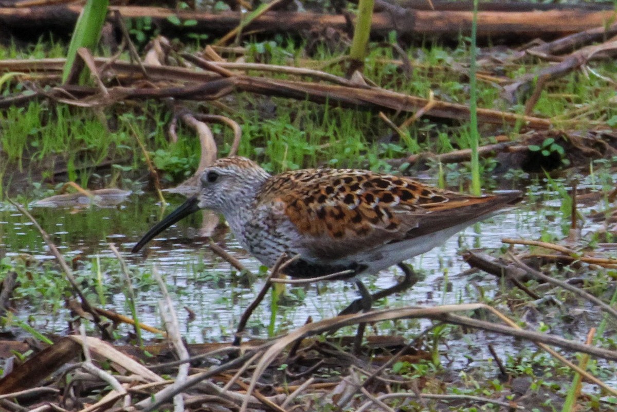 Dunlin - ML657900721
