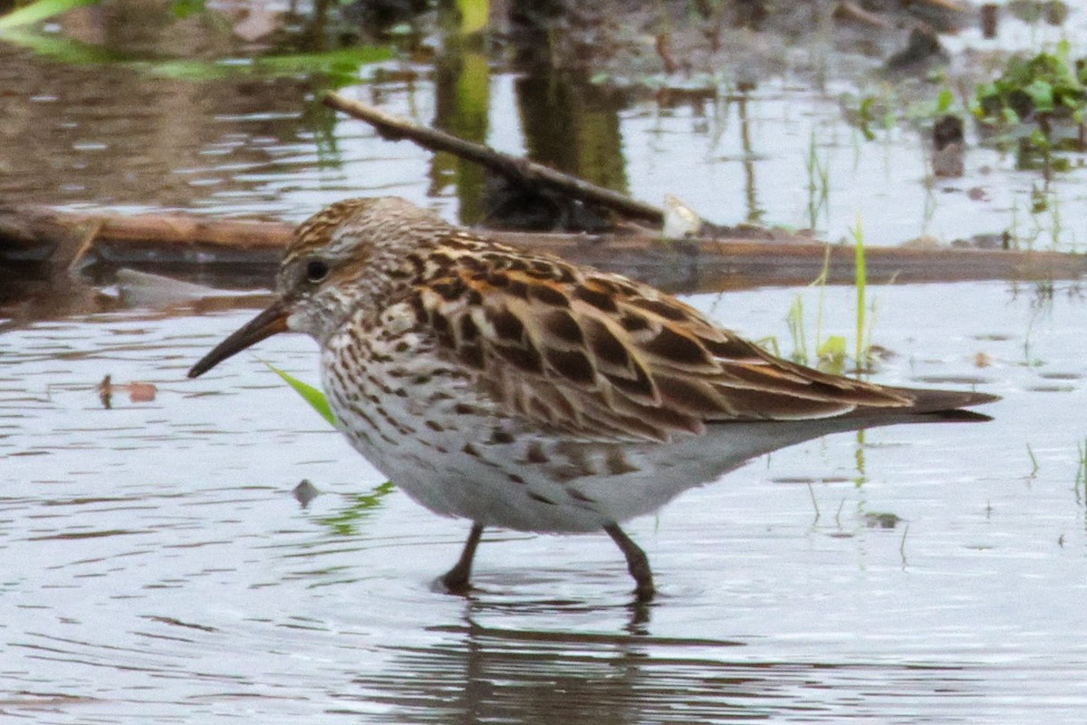 White-rumped Sandpiper - ML657900748