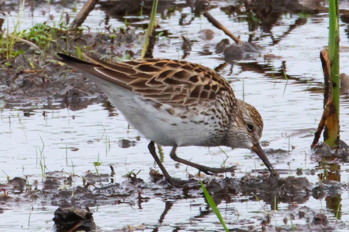 White-rumped Sandpiper - ML657900749