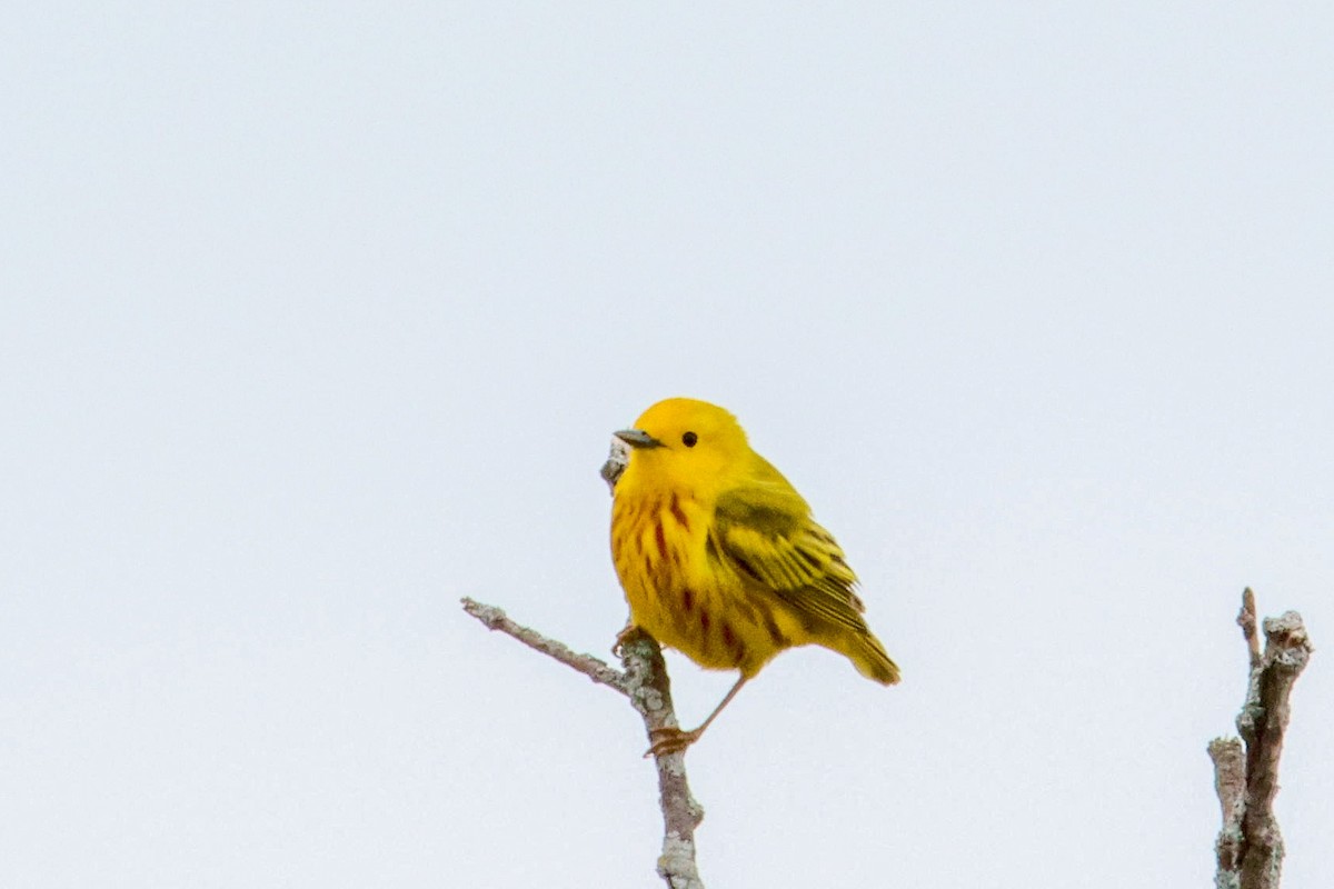 Northern Yellow Warbler - ML657900777