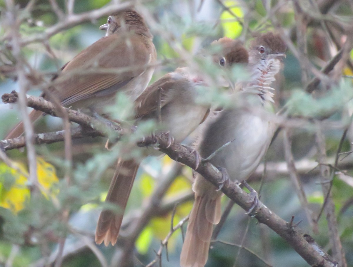 Terrestrial Brownbul - ML657901542