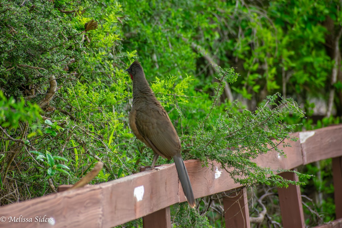 Plain Chachalaca - ML657902198