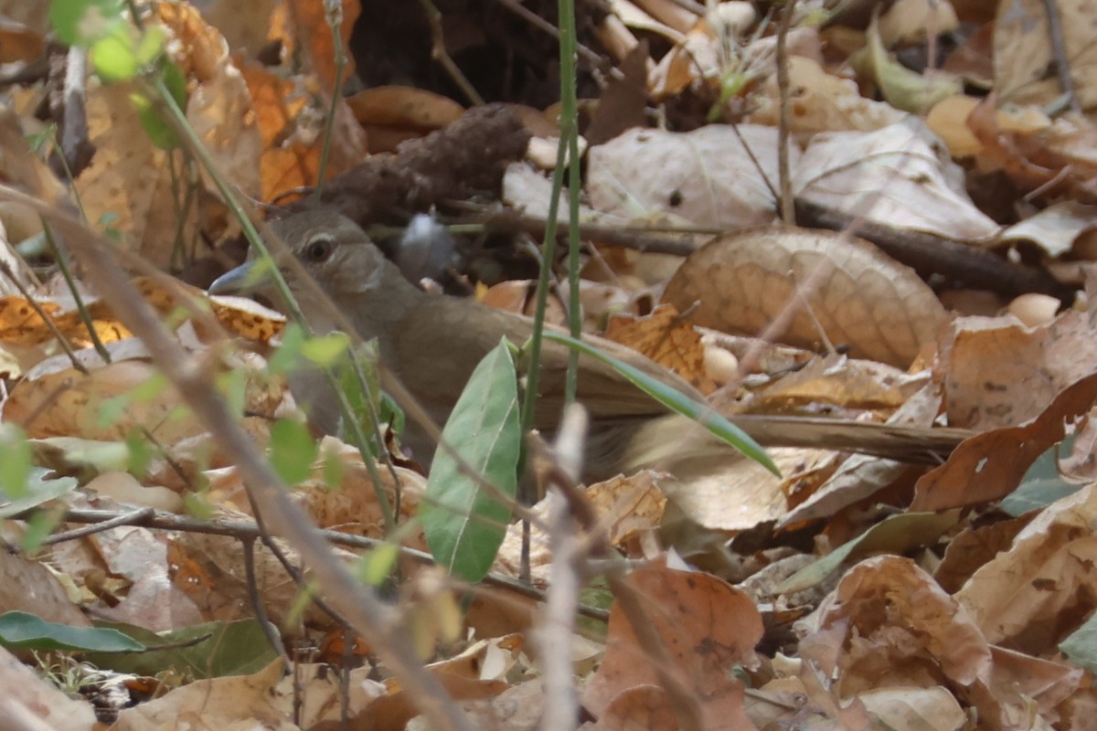 Terrestrial Brownbul - ML657903338