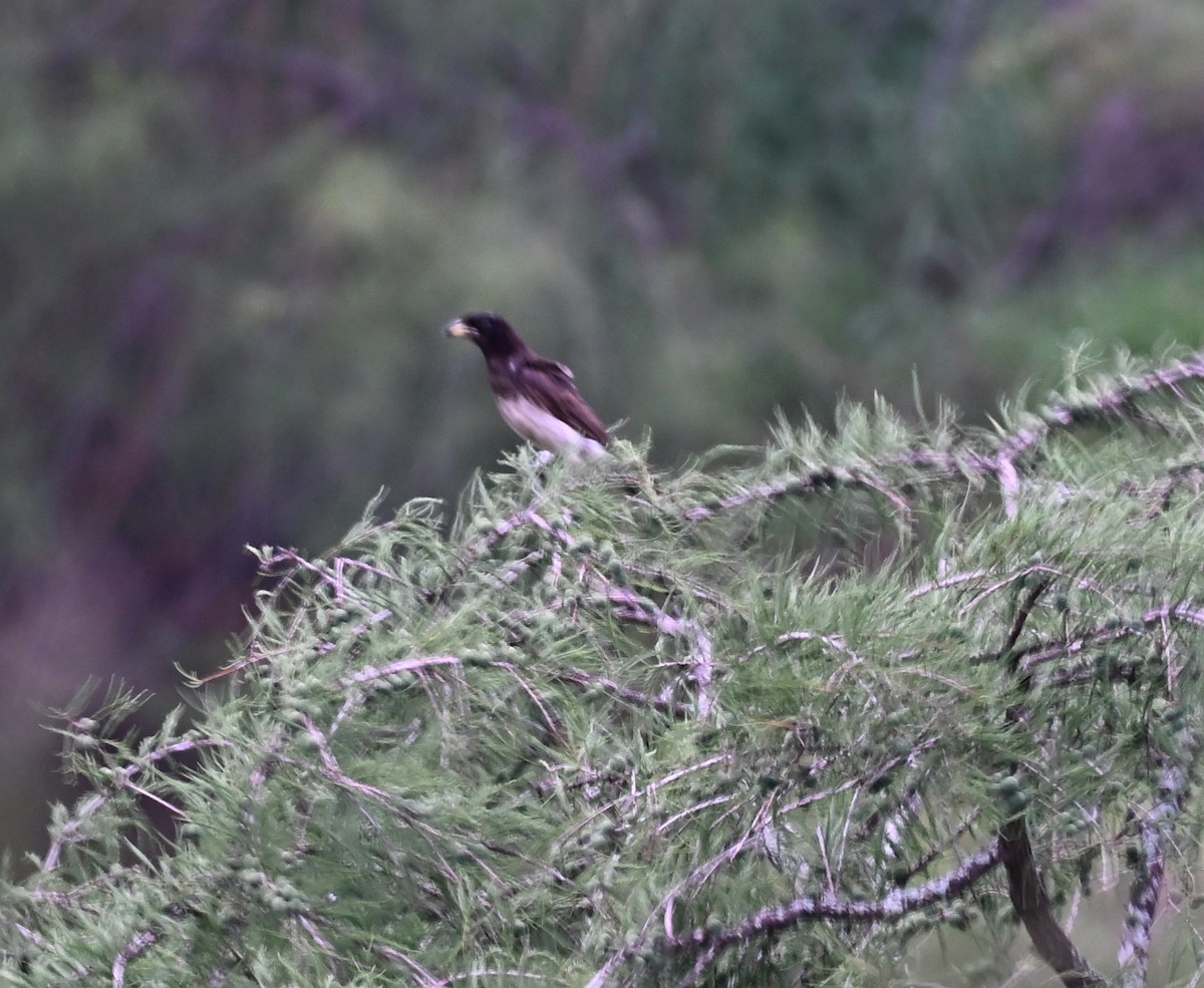 Brown Jay - ML657903708