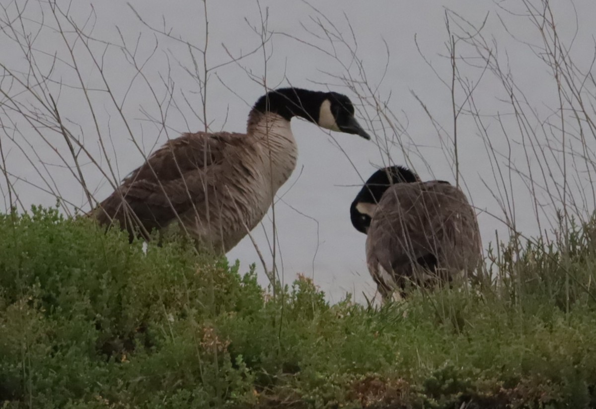 eBird Checklist - 12 May 2026 - Hayward Regional Shoreline--H.A.R.D ...
