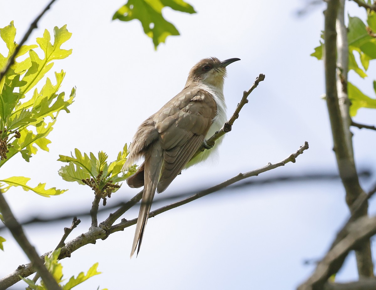 eBird Checklist - 17 May 2026 - Montrose Point Bird Sanctuary, Lincoln ...
