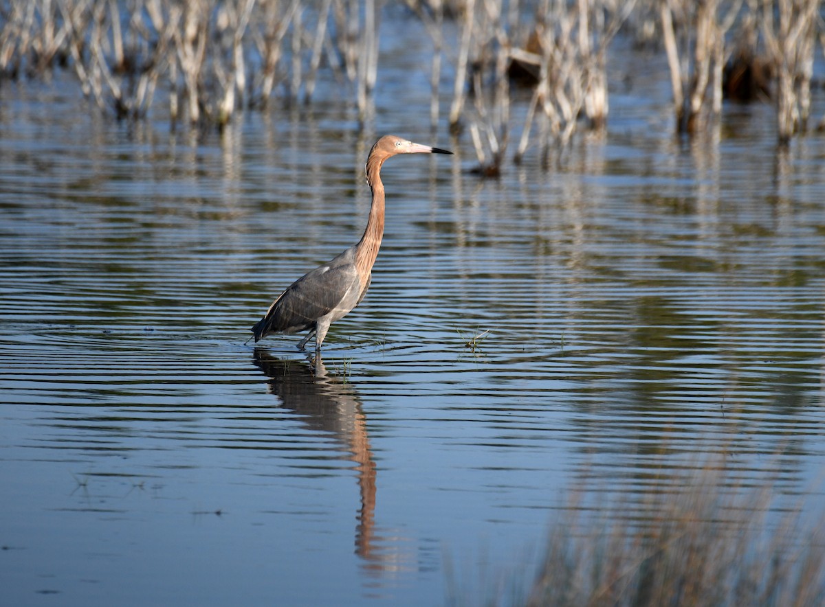 Reddish Egret - ML657906086