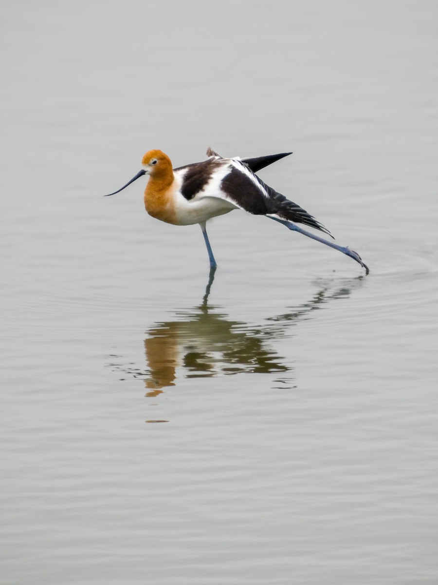 Avocette d'Amérique - ML657906117