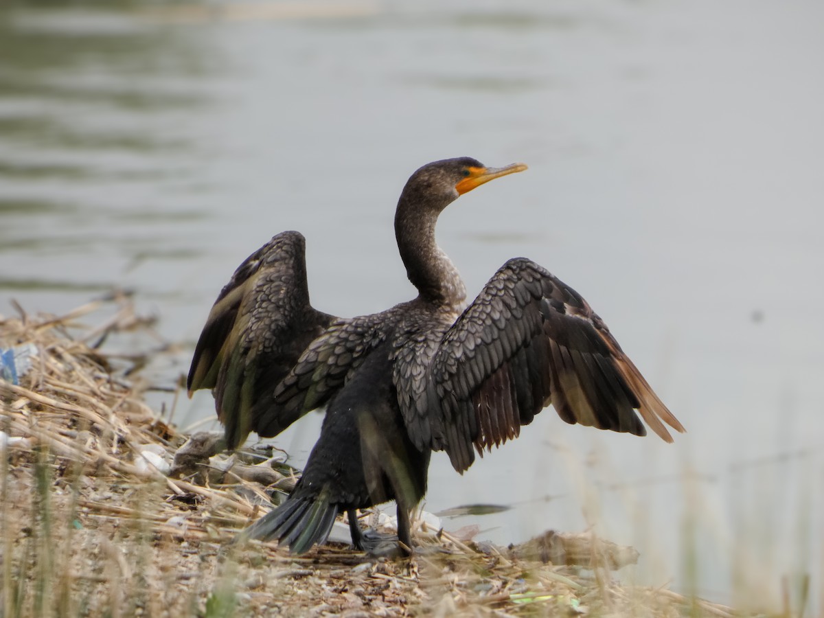 Cormoran à aigrettes - ML657906121