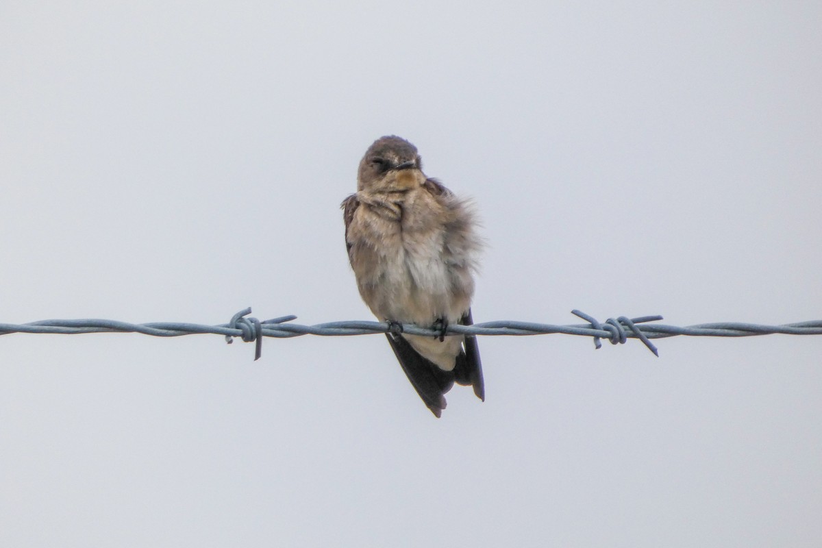 Hirondelle à ailes hérissées - ML657906127