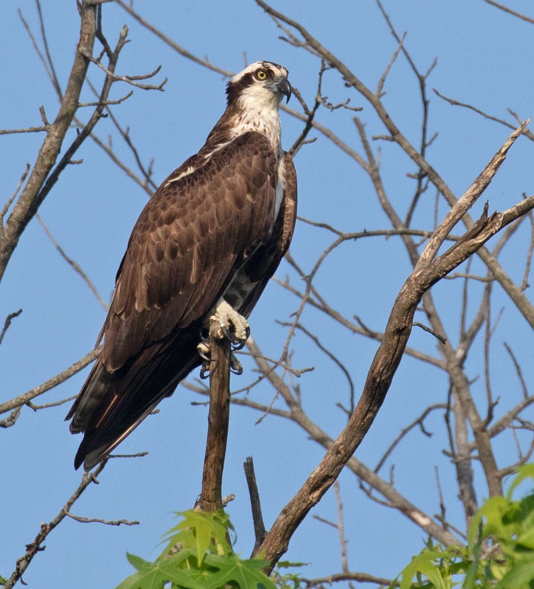 Falco pescatore - ML657907001
