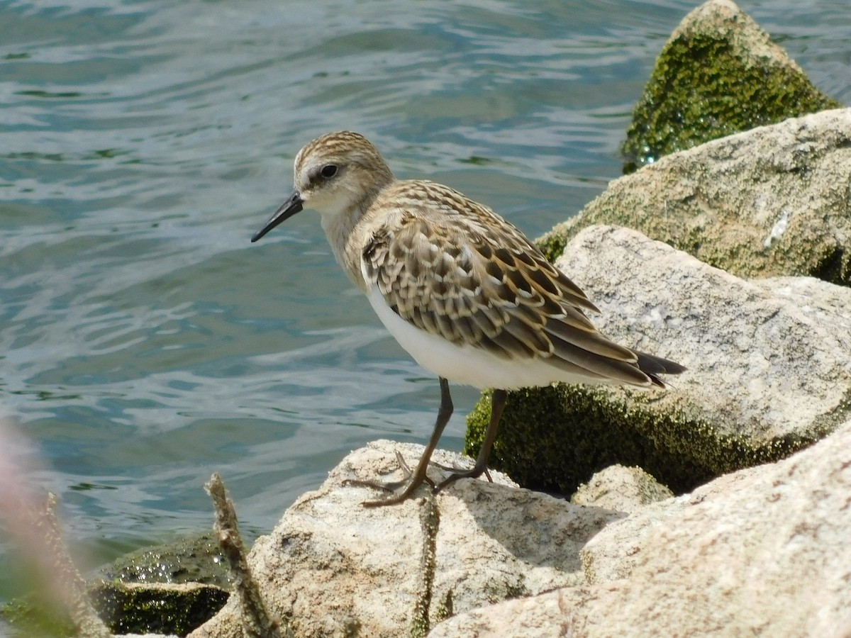 Semipalmated Sandpiper - Rick Stevens